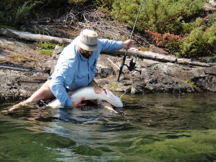 The articulated perch pattern deep diving Rapalla held and the fish was landed