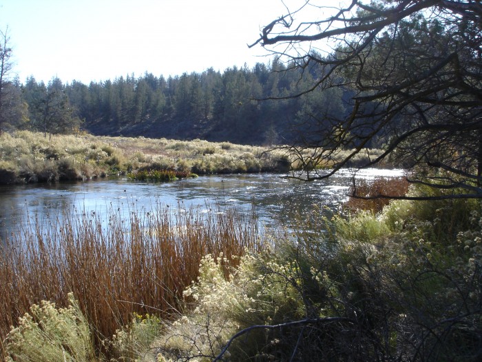 Shasta River with restored vegitation.