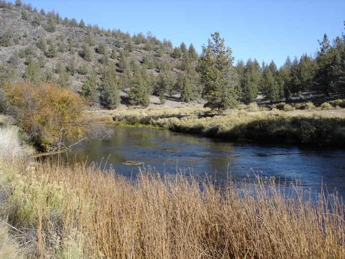 Restored riparian habitat along the river.  Cows out; cooler water, good spawning gravel, happy salmon in.