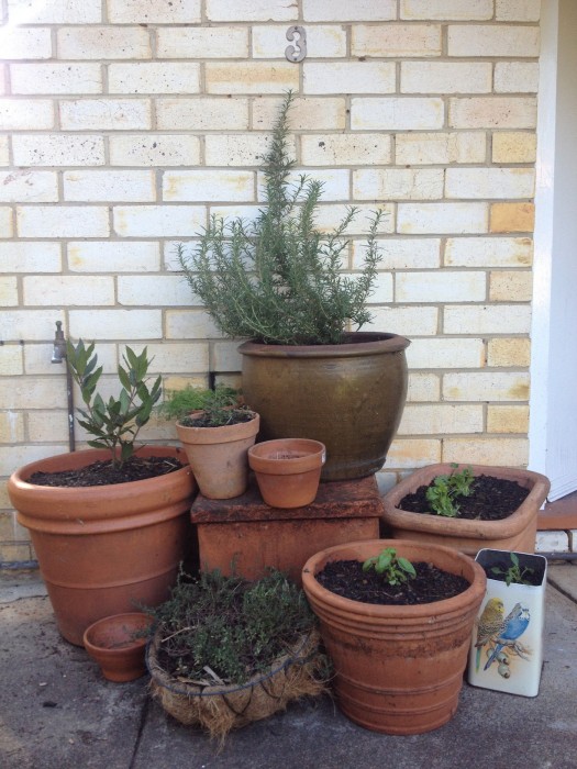 herbs by the door to my place in brisbane