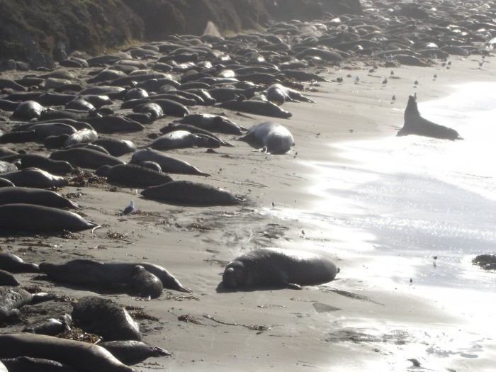 Lots of elephant seals &quot;puping.&quot;