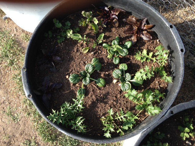 three buckets of various greens