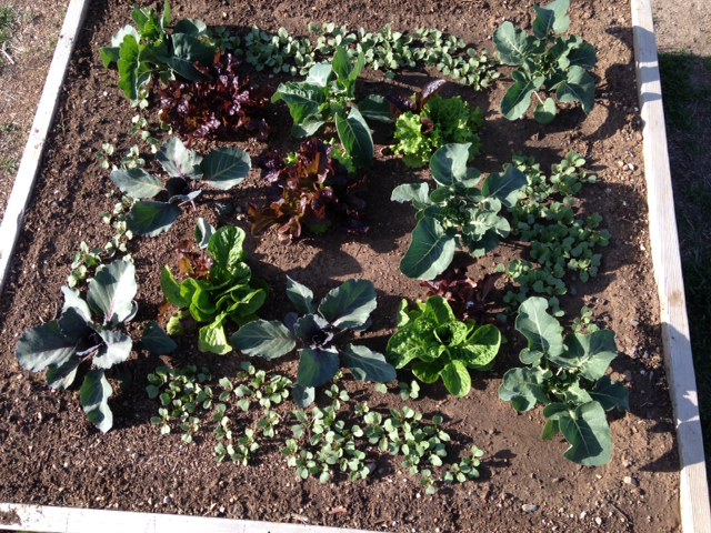 cabbage, cauli, broc, lettuces, radish