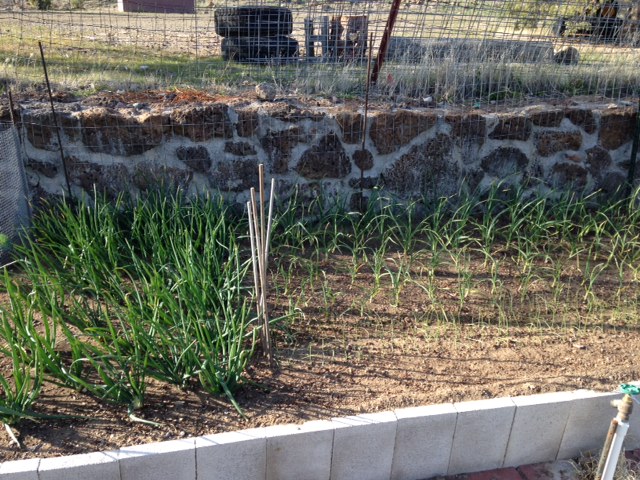 fine green onions starting in front, garlic planted in November in the back and Shallots (also Nov.) to the left