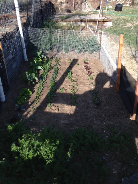 Carrots overwintered in foreground, and more greens. Note shadow antennae.