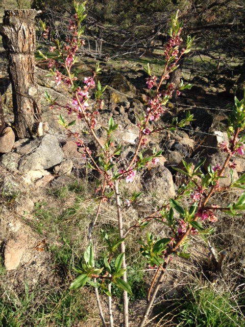 peach, but cherries and nectarine also blooming way early- could be messed up by frost