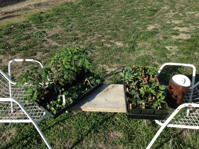 seed-started tomato, peppers, and more greens out for some sun, but not likely to go to earth until late May