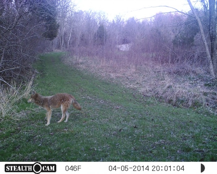 Young Coyote