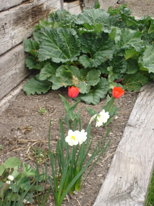 Rhubarb coming along nicely.  May 11 will be pie day, as well as Jason's birthday