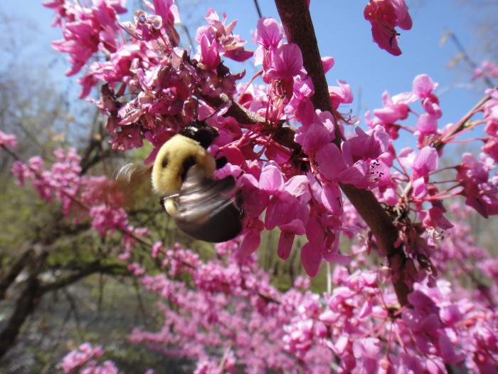 Bumble bee working the redbud on the Natchez trace