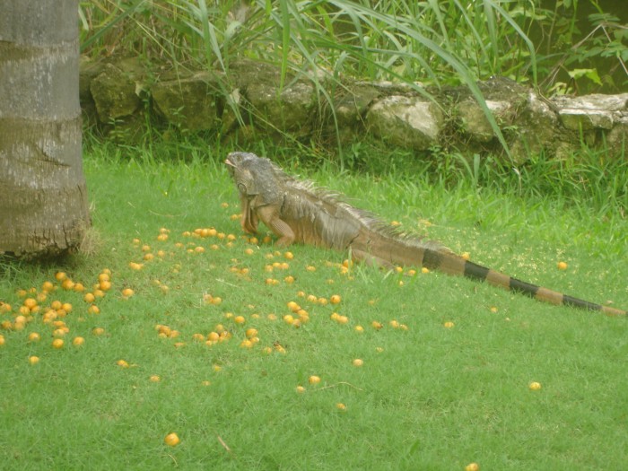 Lots of iguanas.