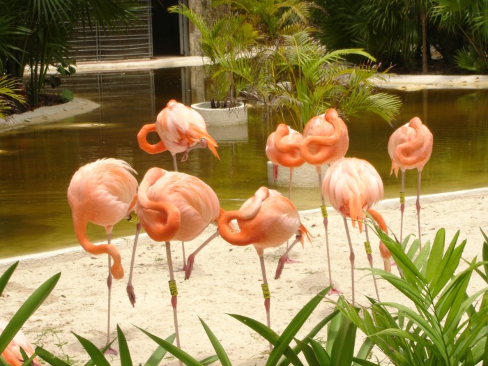 Flamingos in a pen.  Note: some are right handed, some left!