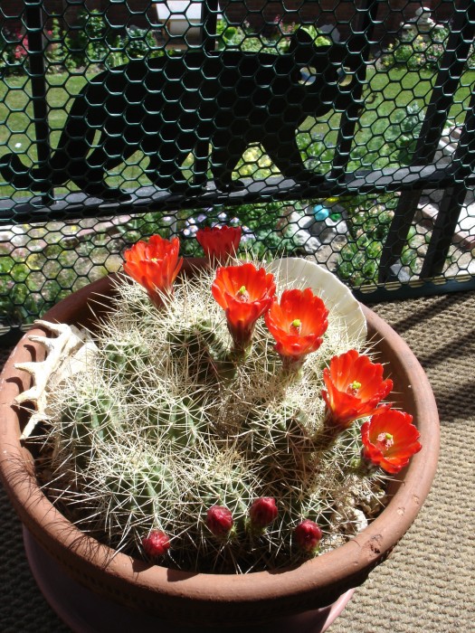 In June the cactus bloomed their spiney little hearts out!