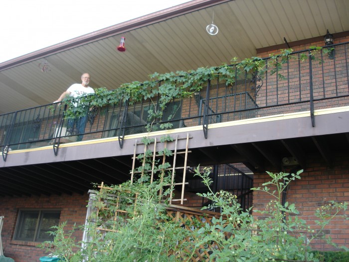 Back yard vines 002.jpg (2.37 MiB) Viewed 11760 times Our hops are going strong!