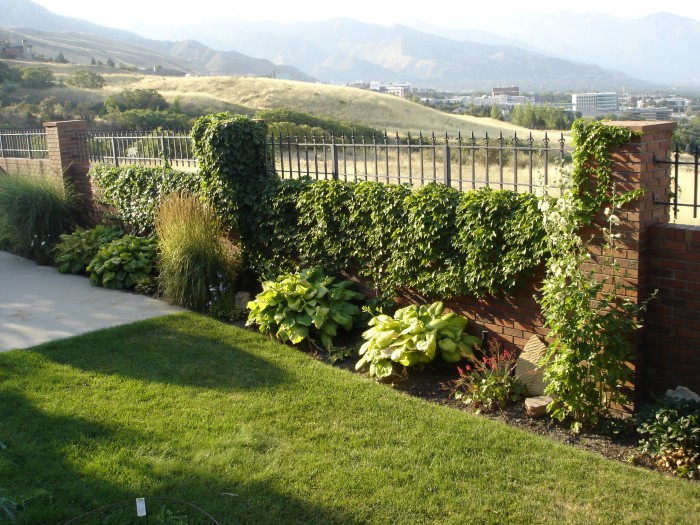 Back yard vines 003.jpg (2.16 MiB) Viewed 11760 times So is our ivy.