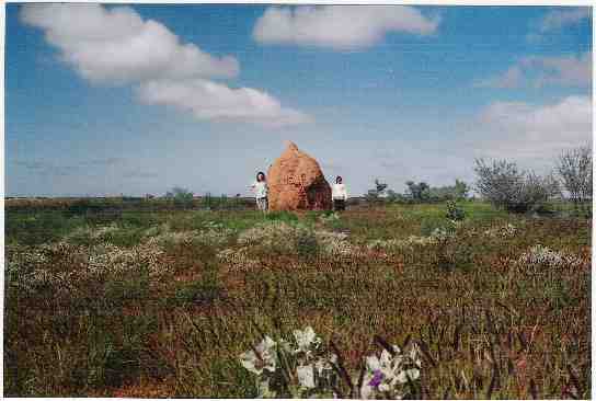 There were some really cool anthills around the place