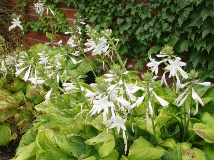 Mom's hasta are blooming their heads off.