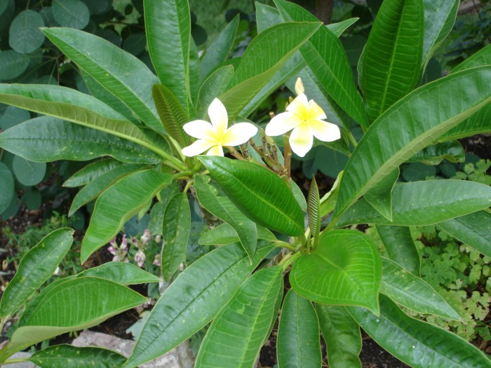 The plumeria are blooming, too.