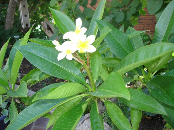 This plumeria one is for Emma - go for it! Em!