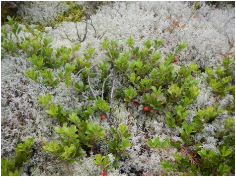 Thought that particular island was rocky and barren it did shelter some particularly prolific lichens