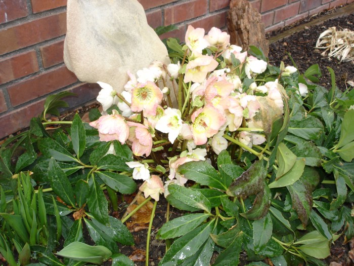 The helleborus are blooming here at home!