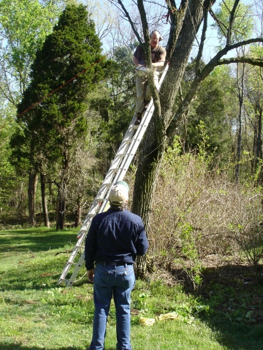 Jon cut down two trees where he plans to build a deck on the back of the house.  The first job is to cut off lower limbs then rope it off so it will fall sidesways and not into the house.  It didn't!