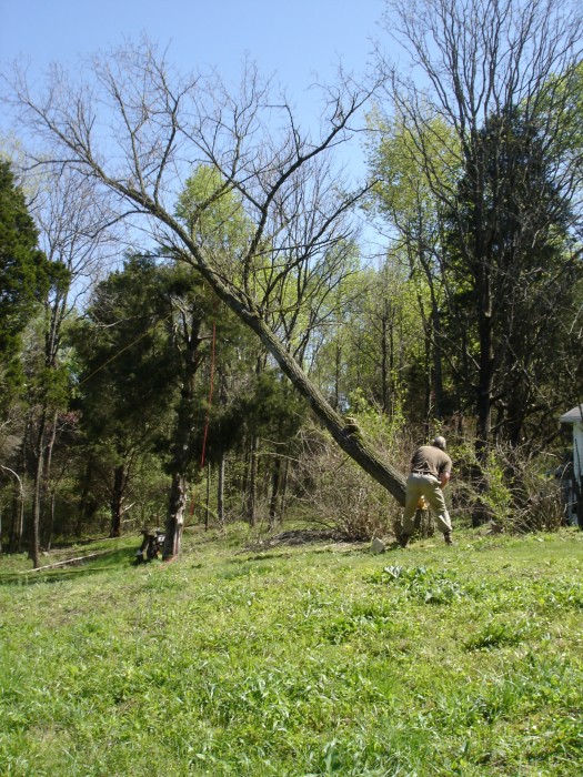 Both trees fell well.  This is the second tree.