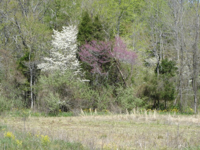 The point of the visit was to find morell mushrooms.  The time looked right - the dogwood and redbud were in bloom.