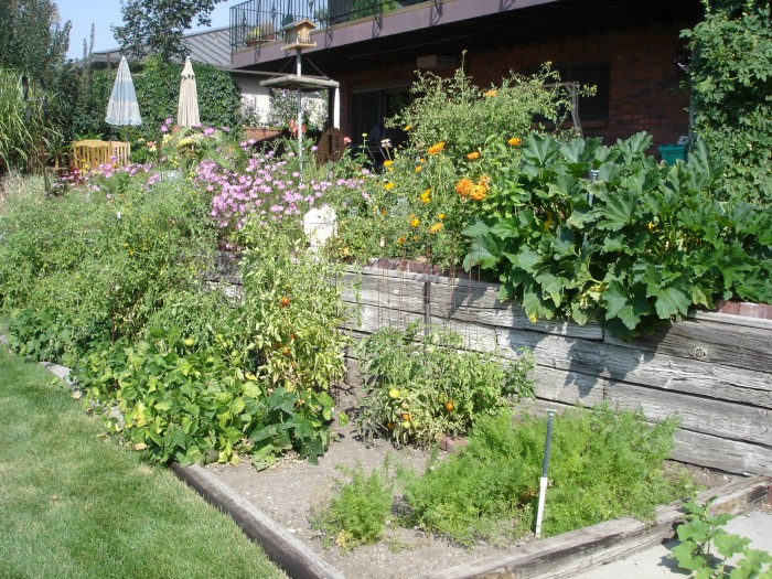 The garden is a jungle of flowers, beans, carrots, zucs, and a lot of tomatoes, some coming up from last years seeds.