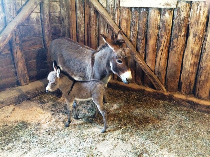 A friend in the area had a new burro -1 day old