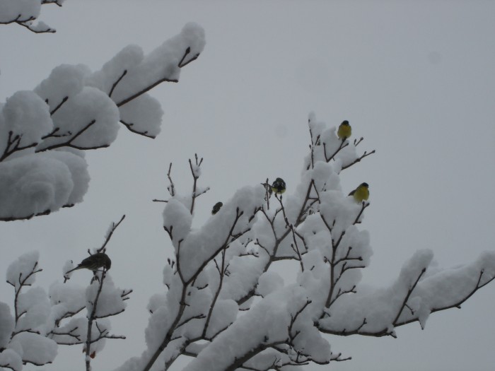 I have to feed the goldfinches.  They sit there begging!