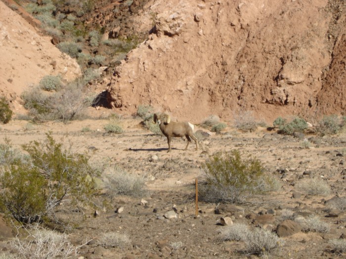 We saw a friendly big horn sheep.