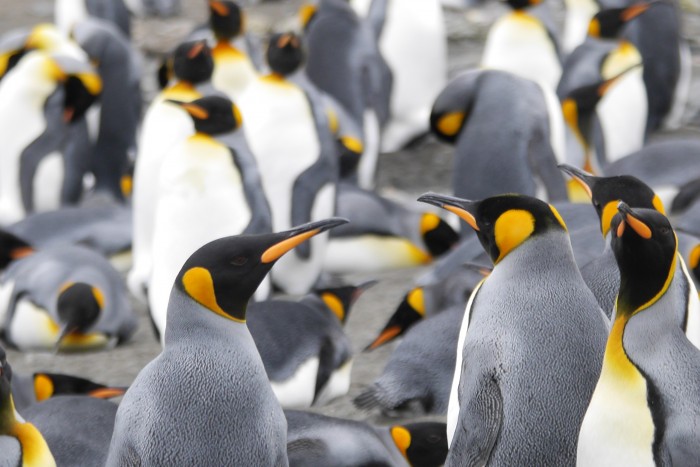 King Penguins on South Georgia, St Andrews Bay, over 250,000 breeding pairs, more with chicks