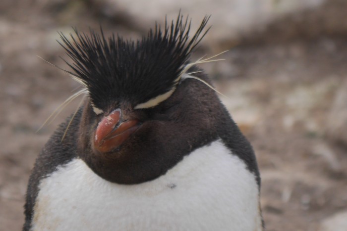 Rock hopper penguin on Falklands