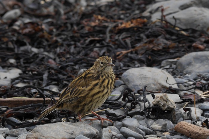 The elusive South Georgia pipit, farthest south for any songbird, tick