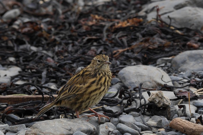 The elusive South Georgia pipit, farthest south for any songbird, tick