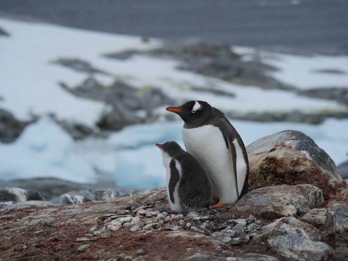 Gentoo and chick Antarctic penisula