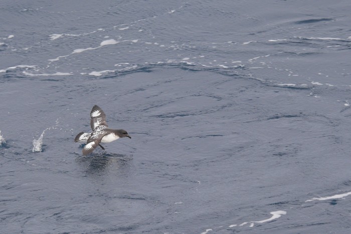 Cape petrel, a common ship follower