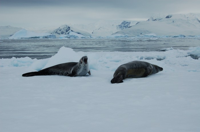 Crab eater seals on the ice, need to floss more