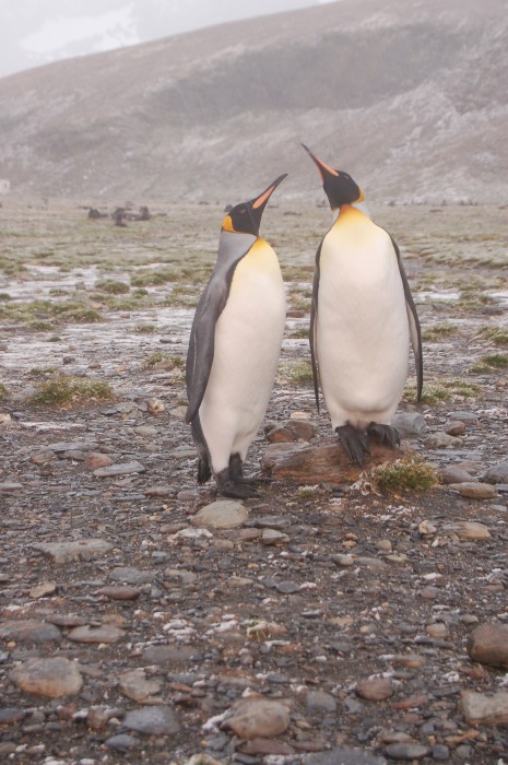 cute pair, mating