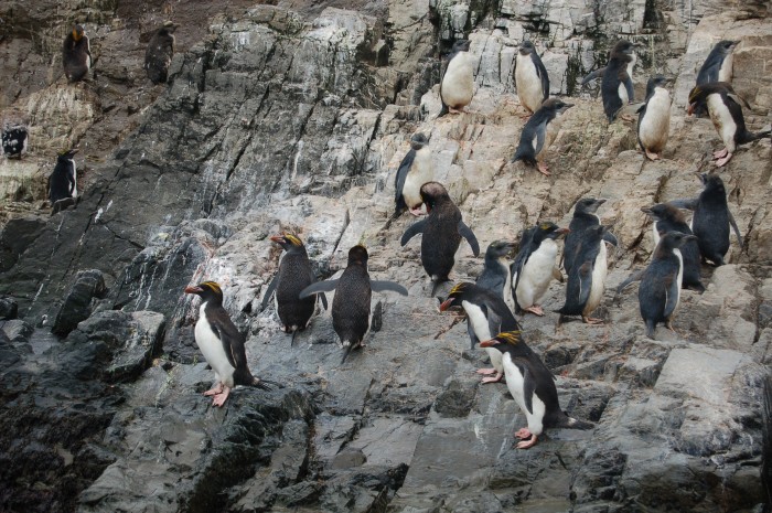 Macaroni penguins on at Hercules Bay, SG