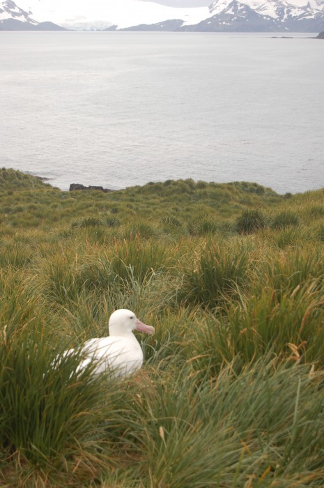 Wandering Albatross- 13 ft wing span