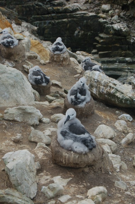 Black-browed albatross waiting to be fed