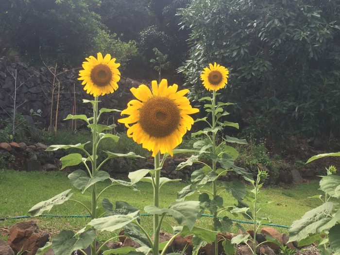 emma's sunflowers came out too