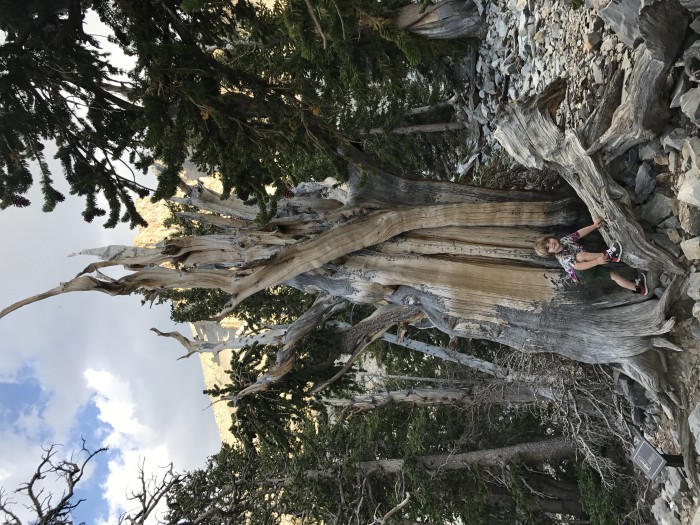 Winstom and a gnarly tree