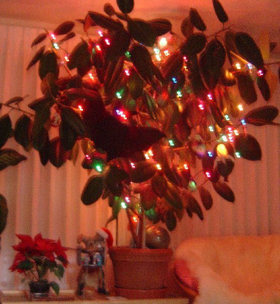 My Xmas tree grew a bit this year