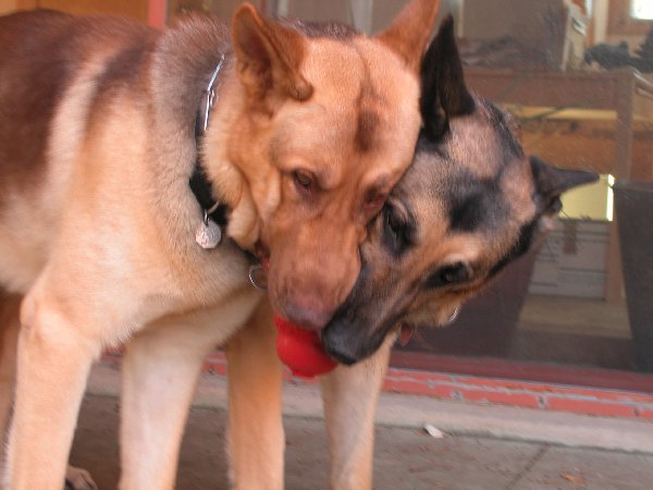 Rubio and Rex fighting over the Kong.  A fovorite past-time