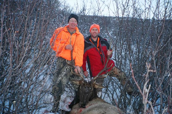 This is a shot of the bull elk that I got. My friend Dave from Santa Rosa is with me in this picture and was a huge help getting it ready to take to the truck.