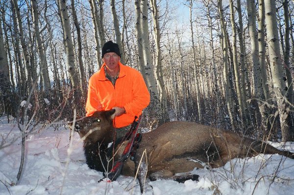 Most of our tags were for cow elk and this is one that I got the first day.  The country is high but not really steep. Lots of oak brush and aspen thickets.  The snow made for good hunting and nice views.