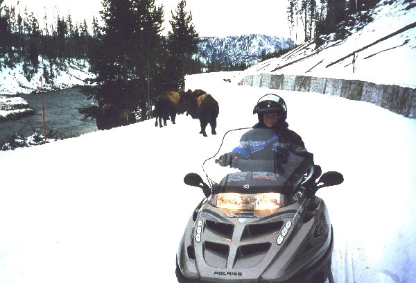 This was a great winter trip to Yellowstone!  The bison didn't seem to mind our being there!